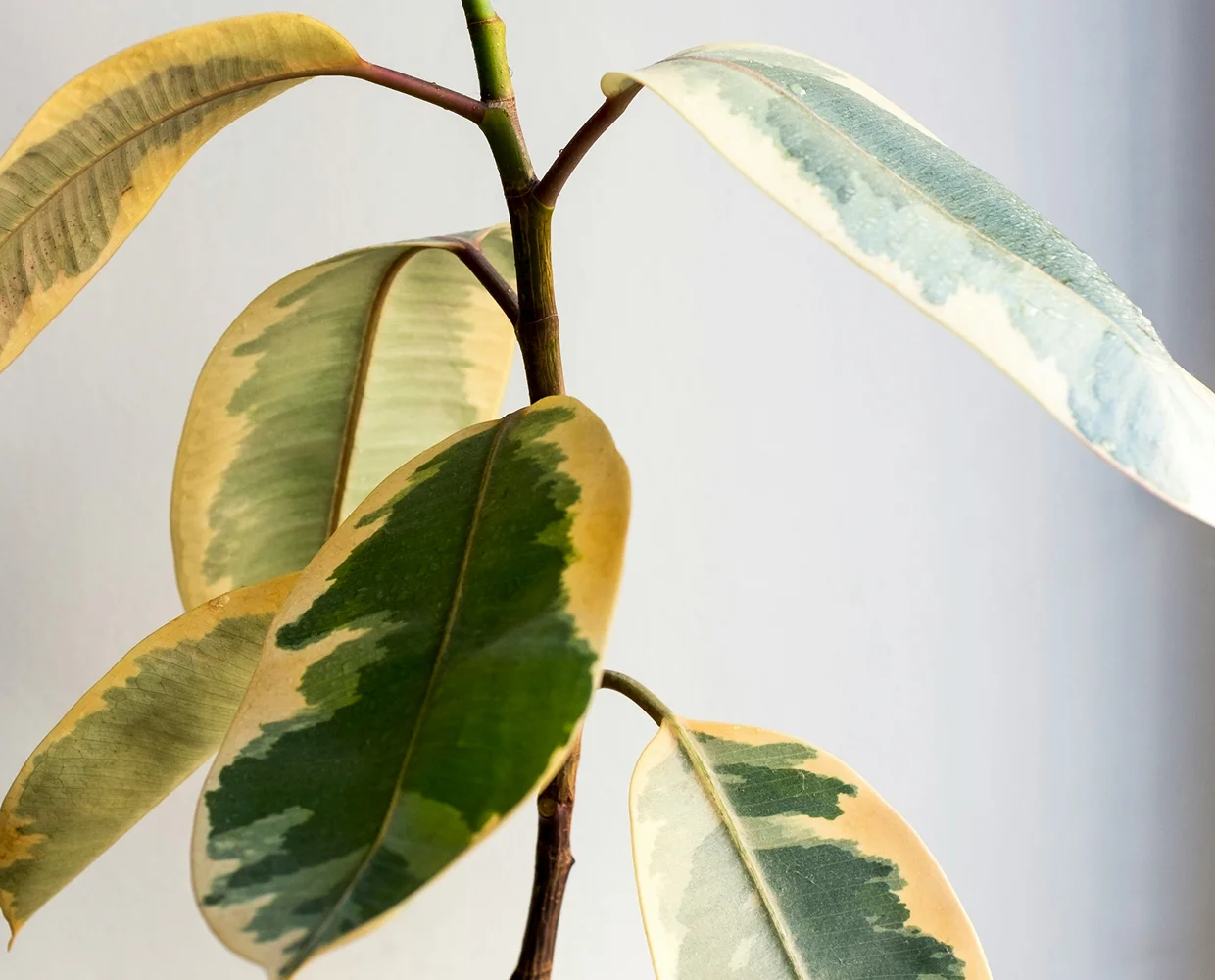 Planta seca o marchita: que le pasa y como ayudarla