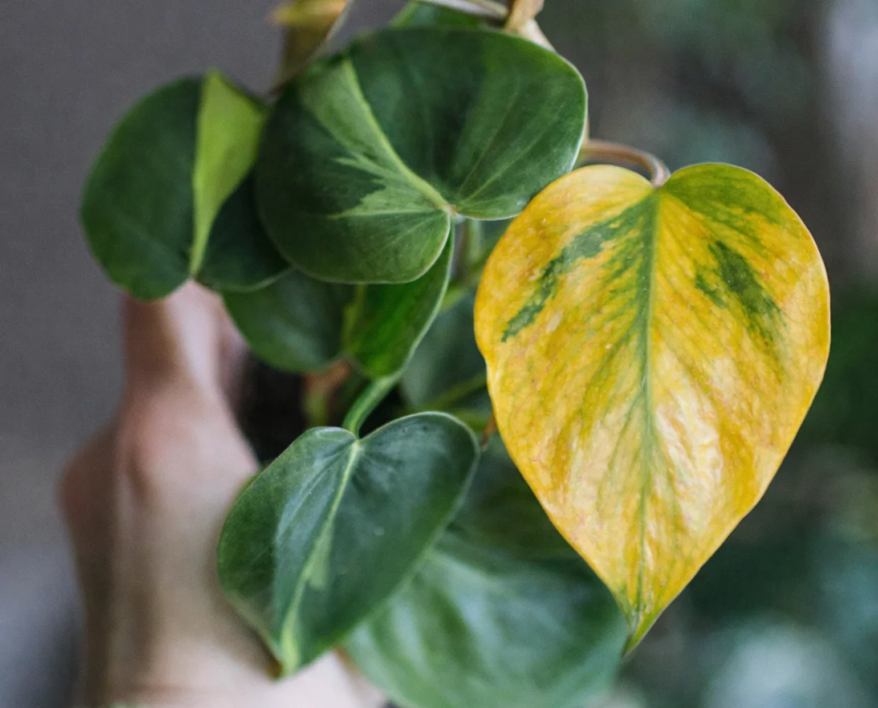 Por que mi planta tiene hojas amarillas