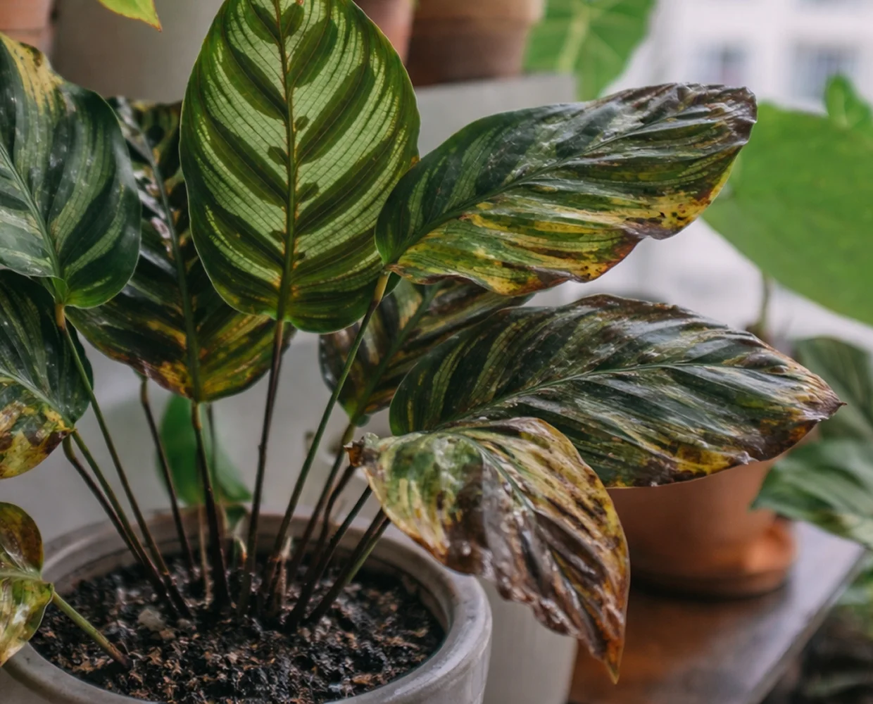 Riego excesivo: como saber si mi planta tiene mucha agua